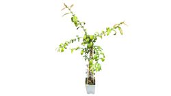 Membrillero japonés blanco, Chaenomeles speciosa nivalis