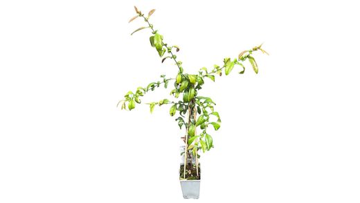 Membrillero japonés blanco, Chaenomeles speciosa nivalis
