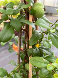 Marmelo japonês branco, Chaenomeles speciosa nivalis