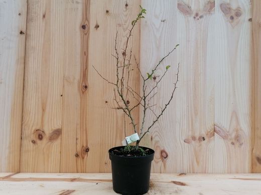 Membrillero japonés de flor naranja, Chaenomeles superba Orange Trail