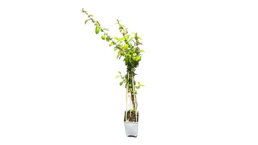 Membrillero japonés de flor naranja, Chaenomeles superba Orange Trail