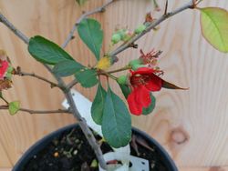 Membrillero japonés rojo, Chaenomeles superba 'Red Trail'