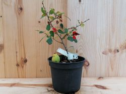 Membrillero japonés rojo, Chaenomeles superba 'Red Trail'