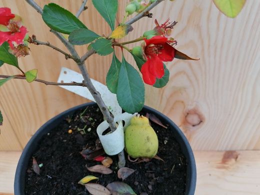 Membrillero japonés rojo, Chaenomeles superba 'Red Trail'