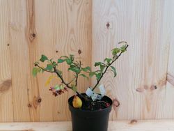 Marmelo japonês vermelho, Chaenomeles superba "Crimson and Gold"