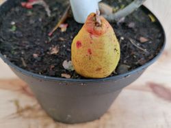 Marmelo japonês vermelho, Chaenomeles superba "Crimson and Gold"