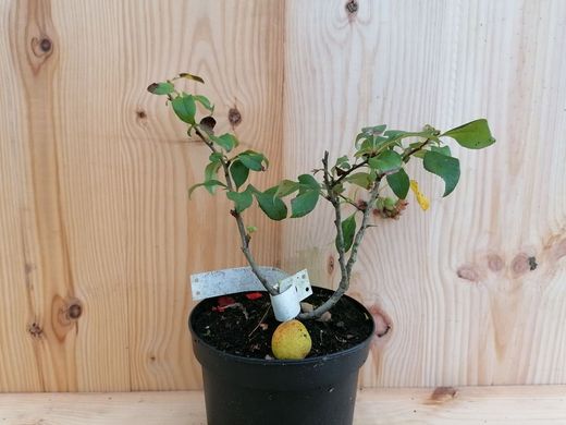 Marmelo japonês vermelho, Chaenomeles superba "Crimson and Gold"