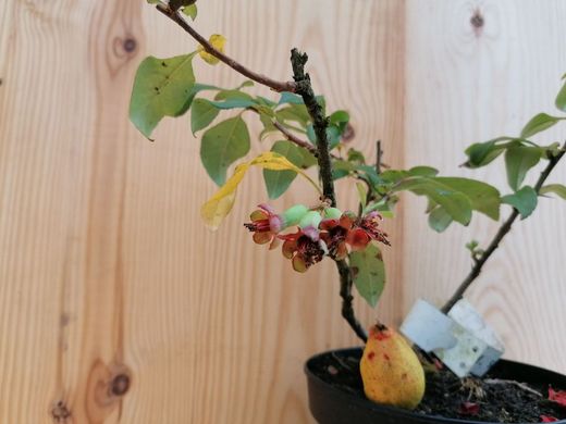 Marmelo japonês vermelho, Chaenomeles superba "Crimson and Gold"