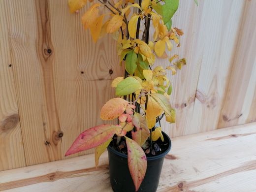 Marmelo japonês rosa, Chaenomeles speciosa Umbilicata