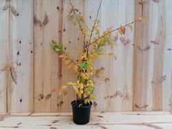 Marmelo japonês rosa, Chaenomeles speciosa Umbilicata