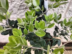 Metrosidero excelsa - Pohutukawa, Árbol de hierro