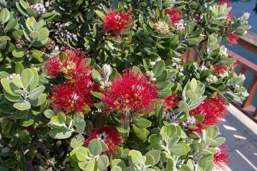 Metrosidero excelsa
