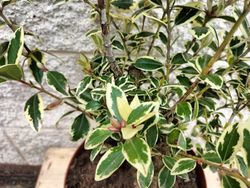 Metrosidero excelsa Variegata