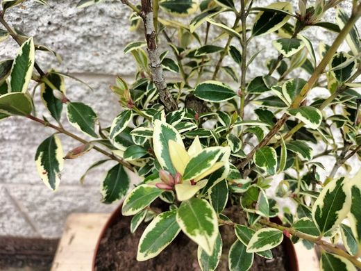 Metrosidero excelsa Variegata