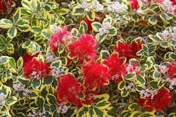 Metrosidero excelsa Variegata