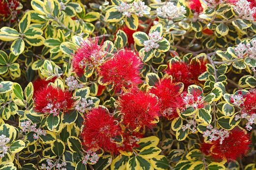 Metrosidero excelsa Variegata