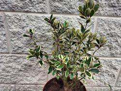 Metrosidero excelsa Variegata