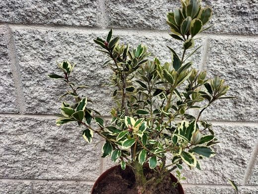 Metrosidero excelsa Variegata