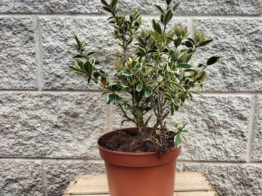 Metrosidero excelsa Variegata