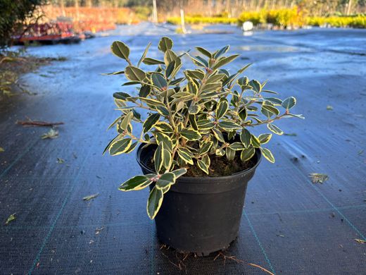 Metrosidero excelsa Variegata