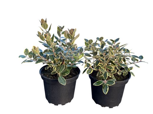 Metrosidero excelsa Variegata