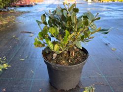 Metrosidero excelsa - Pohutukawa, Árbol de hierro