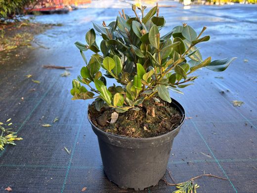 Metrosidero excelsa - Pohutukawa, Árbol de hierro