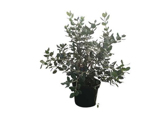 Metrosidero excelsa - Pohutukawa, Árbol de hierro