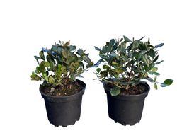 Metrosidero excelsa - Pohutukawa, Árbol de hierro