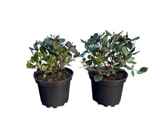 Metrosidero excelsa - Pohutukawa, Árbol de hierro