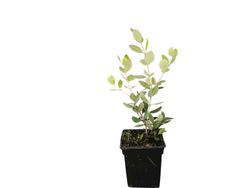 Metrosidero excelsa - Pohutukawa, Árbol de hierro