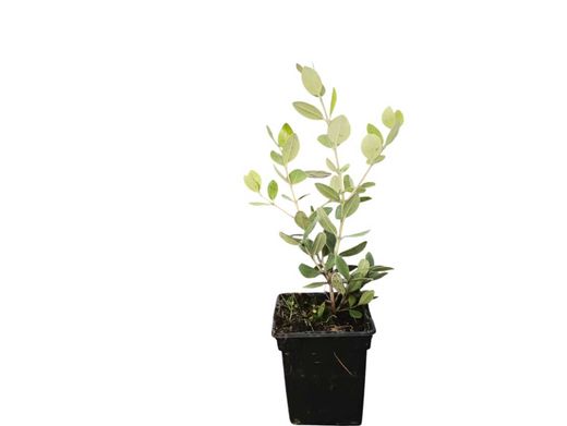 Metrosidero excelsa - Pohutukawa, Árbol de hierro