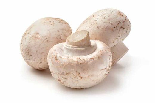 Micelio en grano de Agaricus bisporus, champiñón de parís