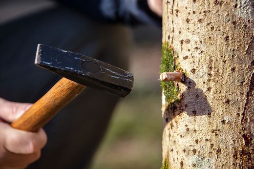 Micélio em pelotas de cogumelo shiitake, Lentinula edodes