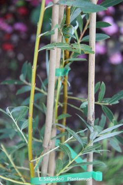 Osier, vimbio, Salix viminalis.