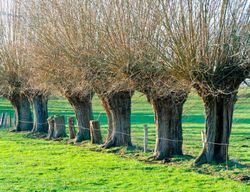 Osier, vimbio, Salix viminalis.
