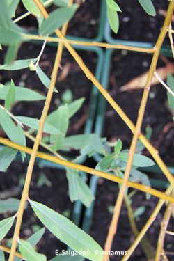 Osier, vimbio, Salix viminalis.