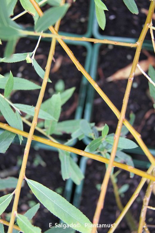 Osier, vimbio, Salix viminalis.