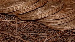 Osier, vimbio, Salix viminalis.