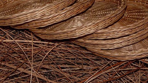 Osier, vimbio, Salix viminalis.