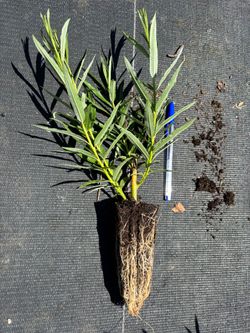 Osier, vimbio, Salix viminalis.