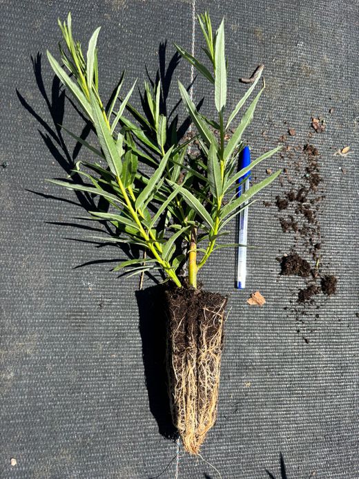 Osier, vimbio, Salix viminalis.