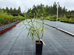 Osier, vimbio, Salix viminalis.