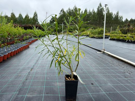 Osier, vimbio, Salix viminalis.