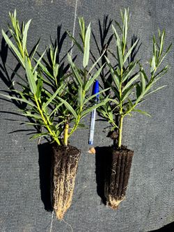 Osier, vimbio, Salix viminalis.