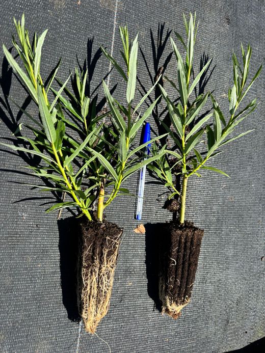 Osier, vimbio, Salix viminalis.