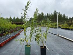 Osier, vimbio, Salix viminalis.