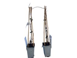 Mini kiwi o kiwiño hembra rojo - Actinidia arguta "Ken's Red"