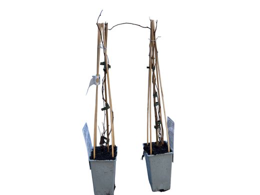 Mini kiwi o kiwiño hembra rojo - Actinidia arguta "Ken's Red"