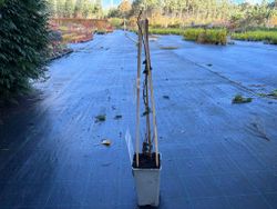 Mini kiwi o kiwiño hembra rojo - Actinidia arguta "Ken's Red"